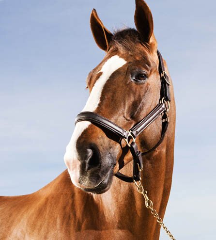 equestrian